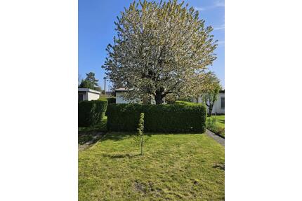 Kleingarten in Gerichshain - 300,00&nbsp;EUR Kaltmiete, ca.&nbsp; 0,00&nbsp;m&sup2; in Machern (PLZ: 04827)
