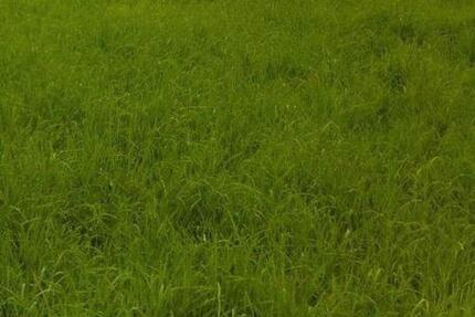 Wiesengrundstück 61191 Rodheim - 7,00&nbsp;EUR Kaltmiete, ca.&nbsp; 0,00&nbsp;m&sup2; in Bad Homburg vor der Höhe (PLZ: 61352) Gonzenheim