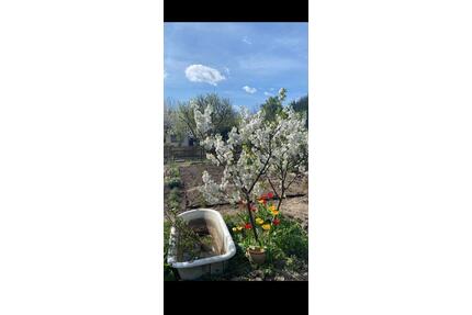 Kleingarten Leubnitz-Neuostra - 550,00&nbsp;EUR Kaltmiete, ca.&nbsp; 0,00&nbsp;m&sup2; in Dresden (PLZ: 01219) Prohlis