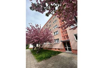 Wohnung zum Mieten in Dessau-Roßlau 225,00 € 24.5 m²