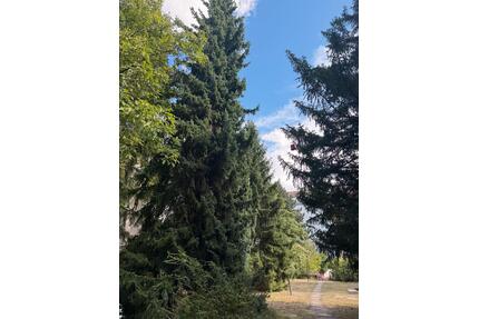 5,5 Zimmer Wohnung in Schmagendorf, Grenze zu Grunewald - Berlin Charlottenburg-Wilmersdorf