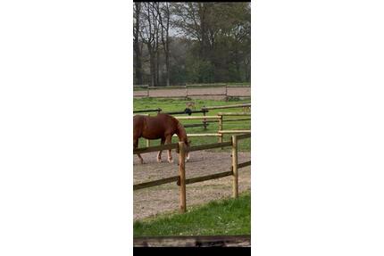 Wohnen im Aussenbereich von Greven gerne mit Pferd