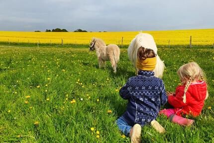 Ferienwohnung Urlaub Ostsee Bauernhof Reiten Tiere Pferde - Schönwalde am Bungsberg