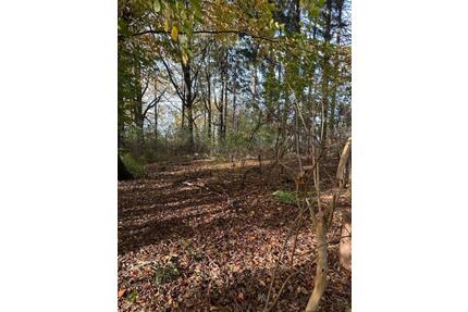 Bushcrafter, Naturliebhaber & Imker - Grünfläche zu verpachten! - Enger