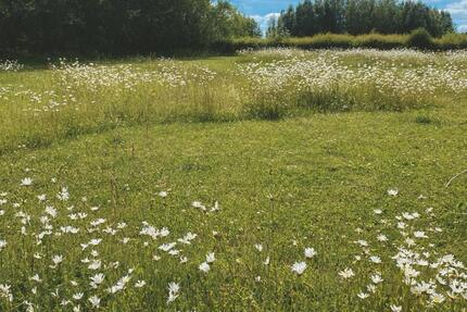 Wiese in Lügde zur Freizeitnutzung - Bad Pyrmont