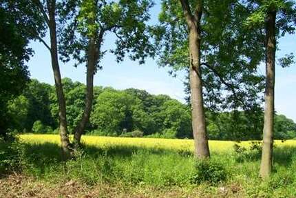 Grundstück zu verkaufen in Ballenstedt 18.000,00 € 2470 m²