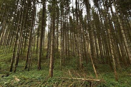 Waldflächen - die Lunge der Natur! Landwirtschaftliche Grundstücke im Paket oder separat zu erwerben! - Immendingen Mauenheim