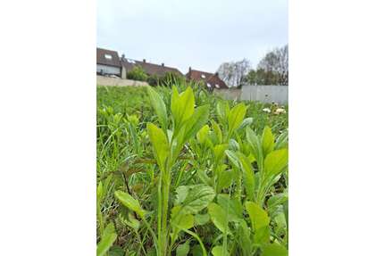 Grundstück zu verkaufen in Bergheim 113.500,00 € 347 m²