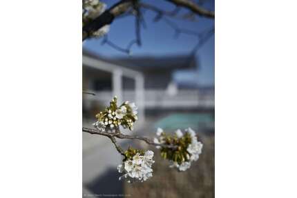 Haus zum Kaufen in Speyer 975.000,00 € 177 m²