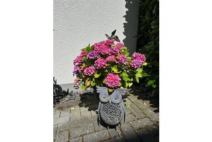 VORSCHAU: Wohnung ab 072026 zu vermieten - SENIORENFREUNDLICH ! - Waldbreitbach