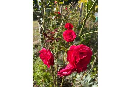 Pachtgarten (Pirna) in liebevolle Hände abzugeben - Heidenau