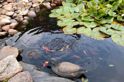 Schrebergarten in Dessau - 600,00&nbsp;EUR Kaltmiete, ca.&nbsp; 0,00&nbsp;m&sup2; in Dessau-Roßlau (PLZ: 06842)