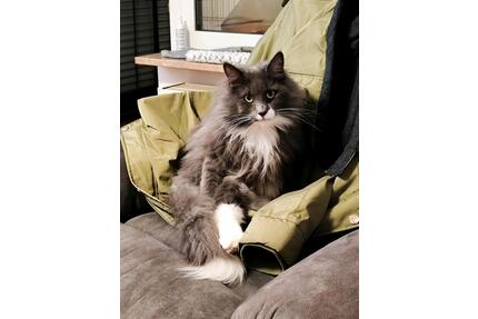 3-Zimmer Whng - 1.200,00&nbsp;EUR Kaltmiete, ca.&nbsp; 79,00&nbsp;m&sup2; in Altenholz (PLZ: 24161)