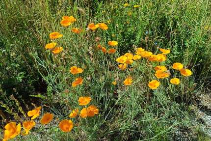 Haus zum Kaufen in Steina 441.011,00 € 143 m²