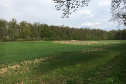 Wald ca 1480 qm in Hambach - 4.999,00&nbsp;EUR Kaltmiete, ca.&nbsp; 0,00&nbsp;m&sup2; in Schweinfurt (PLZ: 97424) Bellevue