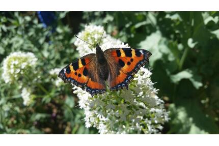 Garten zu verpachten - 80,00&nbsp;EUR Kaltmiete, ca.&nbsp; 0,00&nbsp;m&sup2; in Alfter (PLZ: 53347)