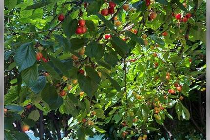 +++ Ein Haus im mediterranen Stil in Nierstein+++