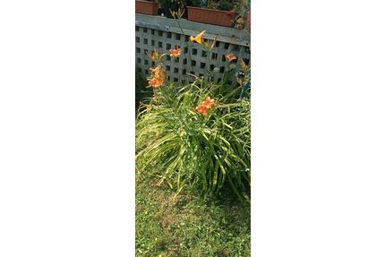 Pachtgarten - 1.300,00&nbsp;EUR Kaltmiete, ca.&nbsp; 0,00&nbsp;m&sup2; in Mühlhausen (Thüringen) (PLZ: 99974)