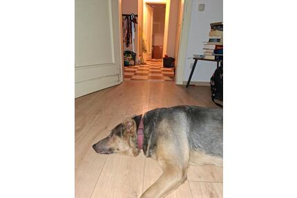 Heiligenroth, 90qm, Zimmer frei in 2er WG, hundelieb, Garten - Nentershausen