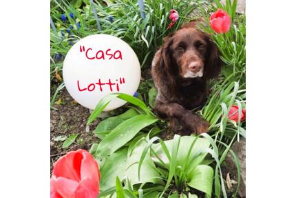 Ferienhaus CASA LOTTI im Zentrum von Sangerhausen - rollstuhlgerecht und tierfreundlich
