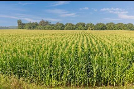 Landwirtschaftliche Fläche zu verpachten - Krefeld