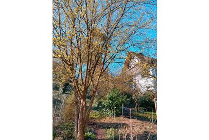 Mietwohnung 4 Zimmer im Grünen - 900,00&nbsp;EUR Kaltmiete, ca.&nbsp; 140,00&nbsp;m&sup2; in Neustadt am Main (PLZ: 97845)