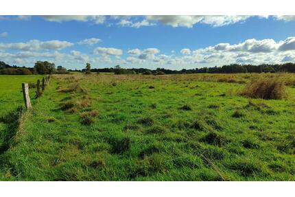 Grünland - Koppel - Weide 1,4 ha zu verpachten - Rendsburg