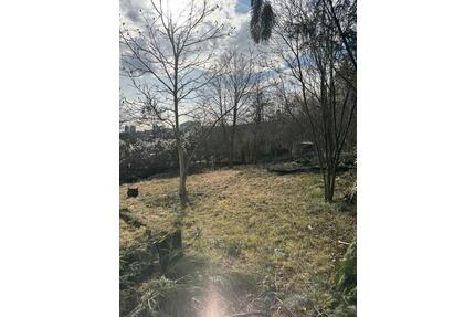 Garten mit Skylineblick auf dem Lohrberg zu vermieten - Frankfurt am Main Innenstadt 3