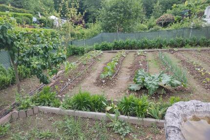 Kleingarten mit Laube, Gewächshaus, Obstbäumen - 378 m² - Solingen