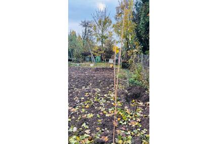 Kleingarten zu vergeben - 900,00&nbsp;EUR Kaltmiete, ca.&nbsp; 0,00&nbsp;m&sup2; in Broderstorf (PLZ: 18184)