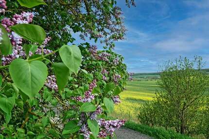 Grundstück zu verkaufen in Freyburg (Unstrut) 50.000,00 € 7740 m²