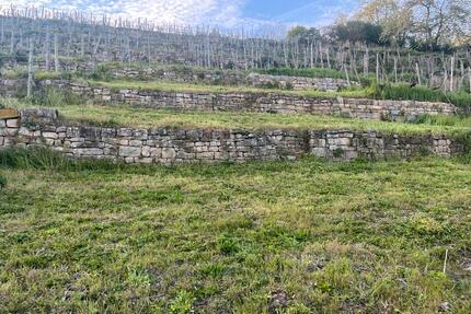 Gartengrundstück Weinberg zu verpachten vermieten - Stuttgart Bad Cannstatt