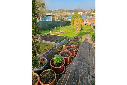 Schrebergarten Kleingarten Coburg Nord - Ahorn