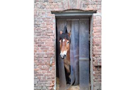 Kompakter Pferdehof mit mehreren Gebäuden, Bewegungsplatz und ca. 1,5 ha Pachtweide! - Oberneisen