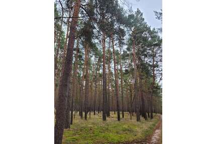 Grundstück in Tauche 85.000,00 € 97559 m²