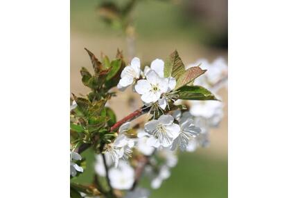 Wohnen im Kirschendorf - 800,00&nbsp;EUR Kaltmiete, ca.&nbsp; 68,00&nbsp;m&sup2; in Heroldsberg (PLZ: 90562)