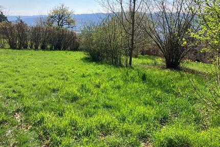 sonniges Wochenendgrundstück überm Remstal kostenlos zu pachten - Kernen im Remstal