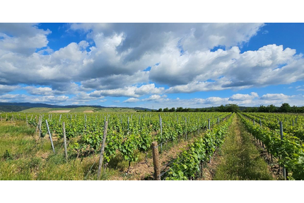 Haus zum Kaufen in wiesbaden 1.500.000,00 € 162 m²