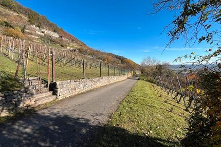 Weinberg in Tübingen-Hirschau zu verkaufen
