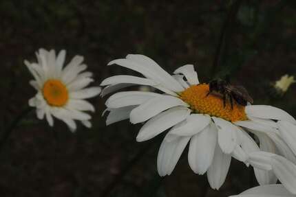 Grundstück in Niedernhausen 255.000,00 € 364 m²