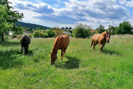 Ein Zuhause für Mensch und Pferd - Leben, wo Leidenschaft Raum bekommt - Michelstadt Weiten-Gesäß