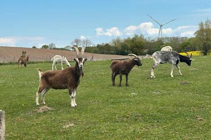 Bauernhofurlaub an der Ostsee – Familienfreundliches Ferienhaus - Lensahn