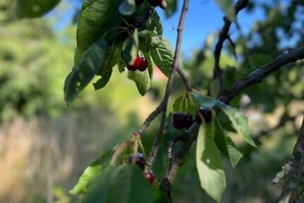 Dreifamilienhaus mit großem Grundstück in Wernigerode!