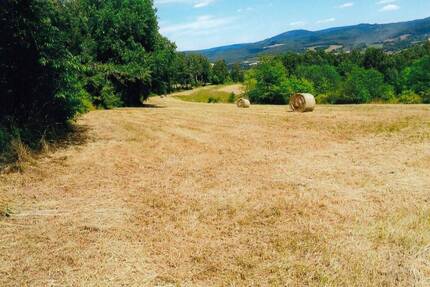 Waldwiesengrundstück in Viernau auf dem Fußberg