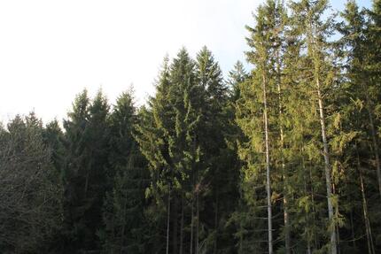 ruhige 2,5 Zimmerwohnung II. Stock - keine Nachzahlung - Arrach