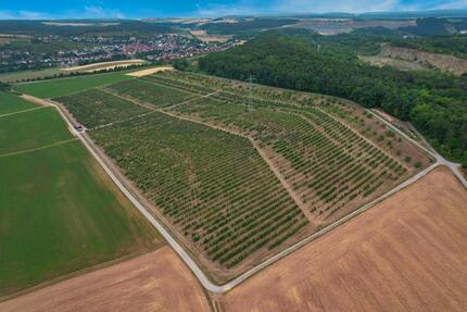 Obstzeile in Obstplantage (97837 Erlenbach) - Marktheidenfeld