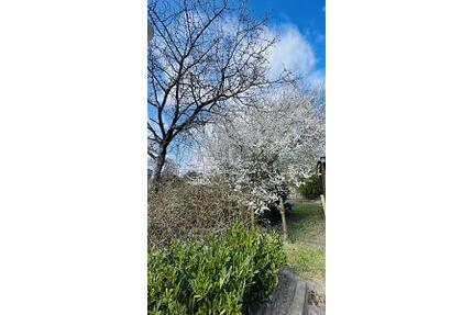 DIE LETZTEN BEIDEN HIER IM NEUBAUGEBIET - Kellinghusen