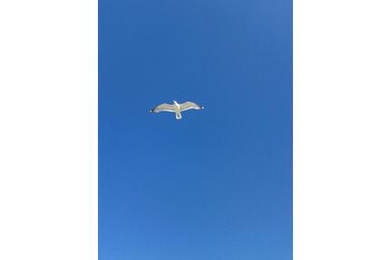 FerienwohnungNordsee für das Urlaubsjahr 2026 frei- ohne Hund- - Wittmund