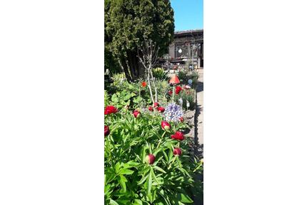 Sehr gepflegter Garten Pachtgarten 400 qm m. Bungalow abzugeben - Seegebiet Mansfelder Land