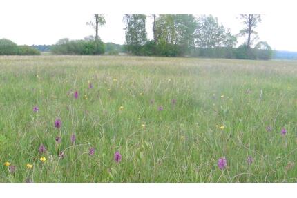 Grünland bei Trulben - 750,00&nbsp;EUR Kaltmiete, ca.&nbsp; 0,00&nbsp;m&sup2; in Pirmasens (PLZ: 66955) Niedersimten